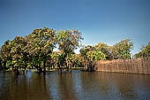 Tonle Sap - Kampong Phluk - Flooded mangrove forest 